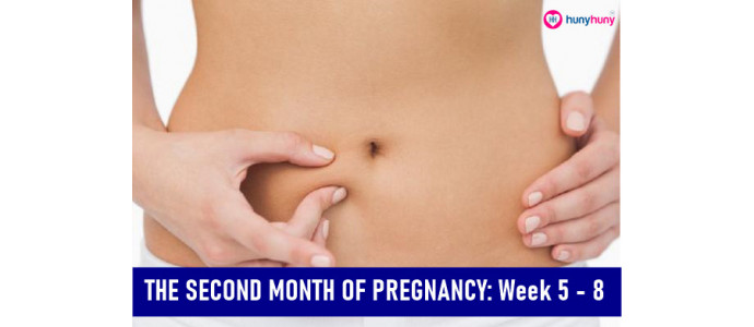 The Second Month Of Pregnancy : Week 5-8